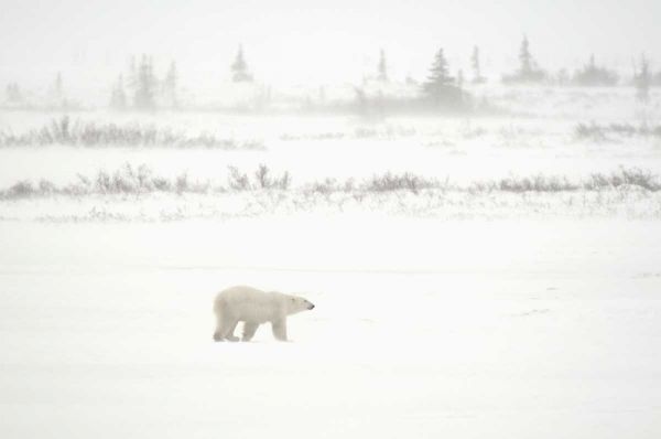 Canada, Churchill Polar bear walking on tundra